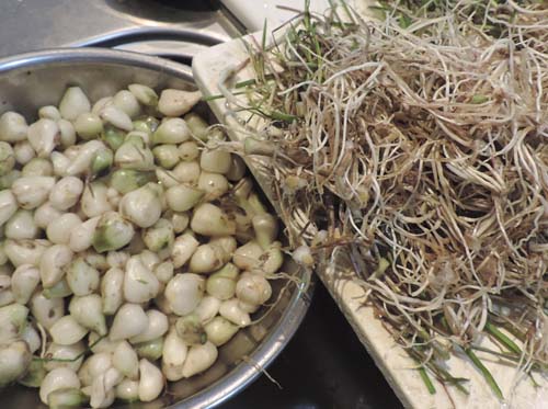arusutoromeria3.jpg