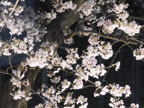 yozakura5.jpg