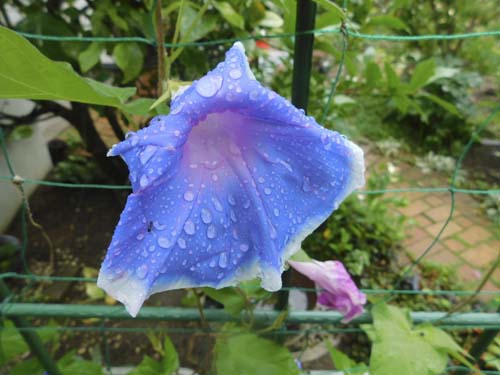 kyuritukudani3.jpg