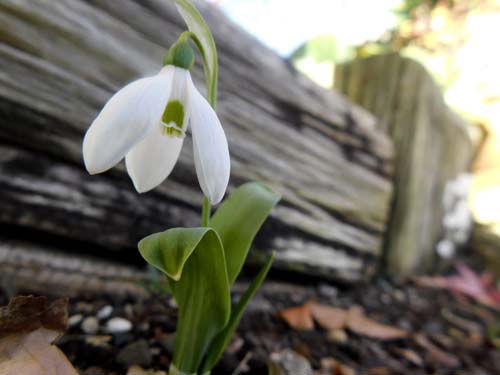 snowdrop6.jpg