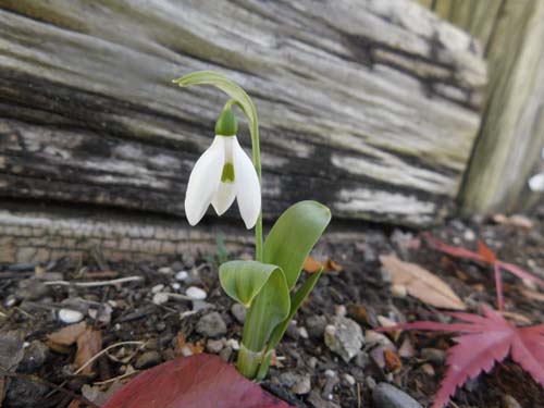 snowdrop5.jpg