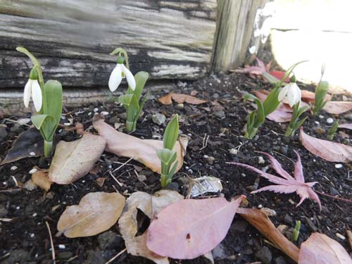 snowdrop4.jpg
