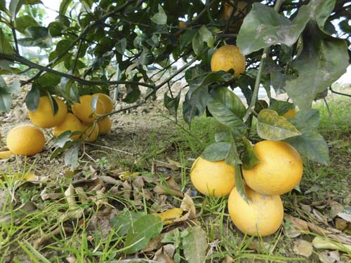 siolemon2.jpg