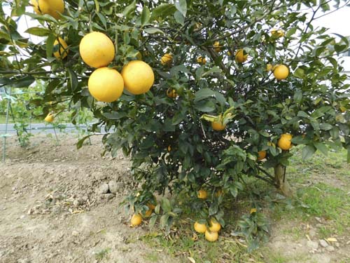 siolemon1.jpg