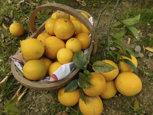siolemon3.jpg