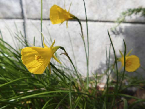 itozuisen6.jpg