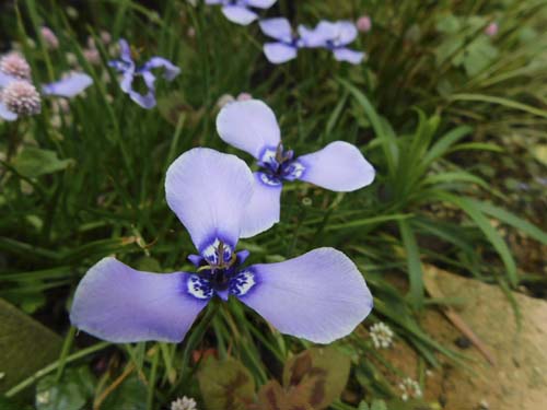 tiriayame5.jpg