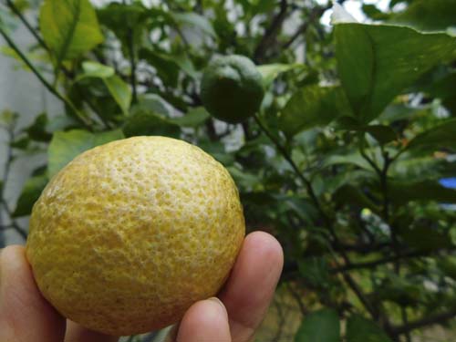 saigonolemon3.jpg
