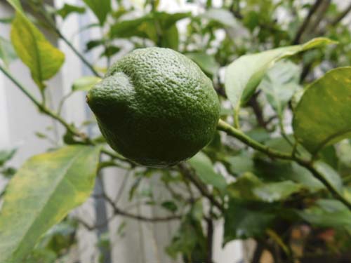 saigonolemon2.jpg