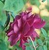 rose_chianti