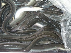 うなぎにょろにょろ、うにょろにょろ