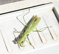 カマキリ ハリガネムシ いつ