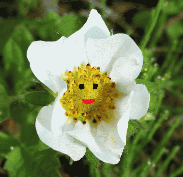 いちごちゃんあにめ