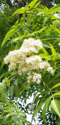 ななかまどの花