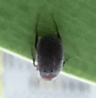 くろちゃんあにめ