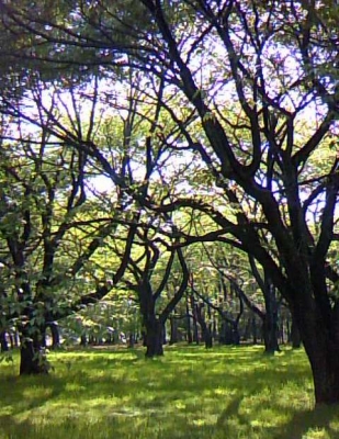 小金井公園