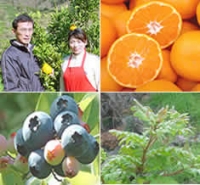 和歌山県有田の生産者