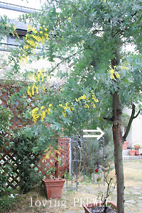 ミモザの開花