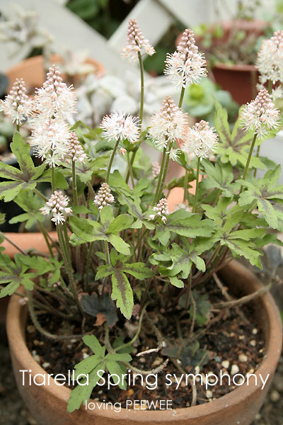 水仙球根 2球 2個 イエロー 黄色 八重咲き フリフリ ひらひら