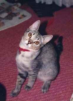 lemo-1.jpg