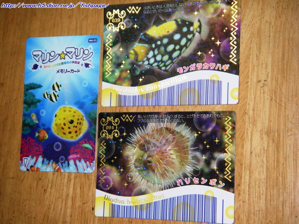 魚のゲームカード 海の魚図鑑 番外 遠征釣行記 普段の釣行記