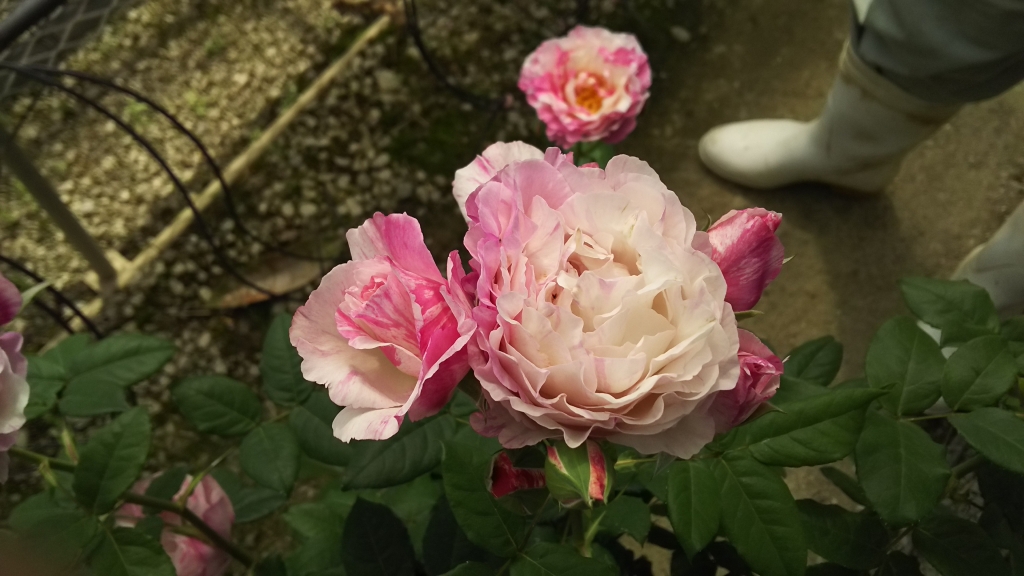 カメオの育成状況 | 幹園芸