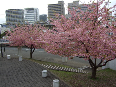 桜1