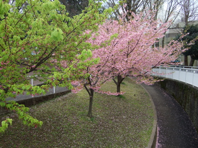 桜2