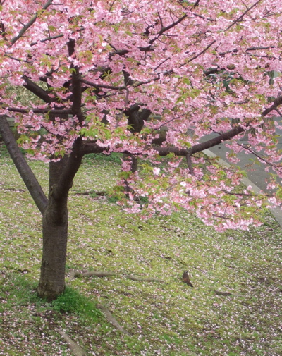 桜3