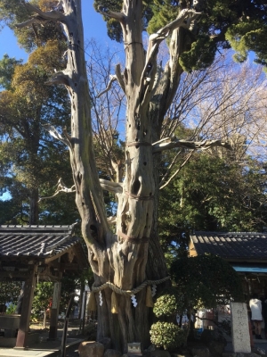 木