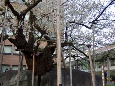 石割桜