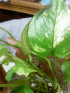 20060811_222019.jpg