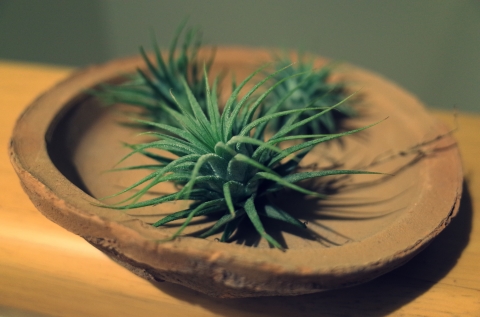 airplants.jpg