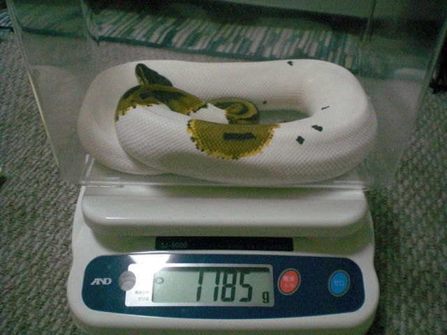 パイド1