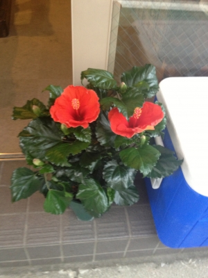 20130809024919783.jpg