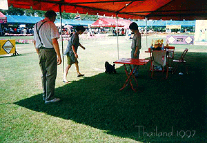 temari_dogshowno1