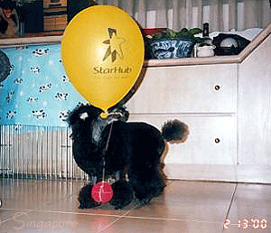 temari_sin2000