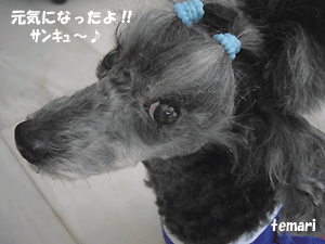temari_20091006