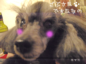 temari_20101030