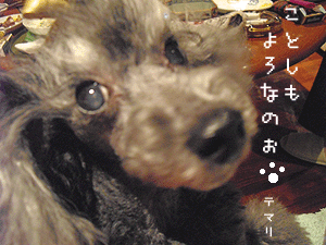 temari_20110101_1