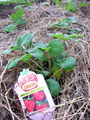 イチゴ 定植 Vege Memo 実もの野菜