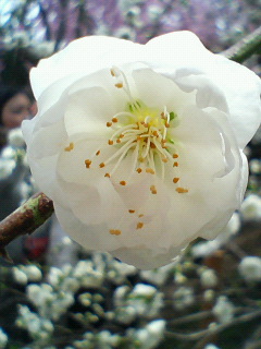 P1040043.jpg