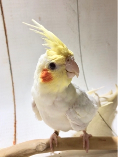 オカメインコ ブログ