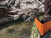 白川桜