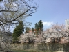 平安神宮桜