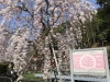 インクライン桜