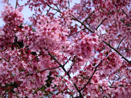 出町柳-オカメ桜01