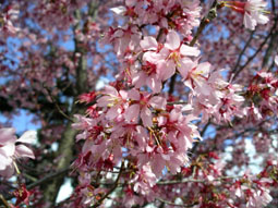出町柳-オカメ桜02