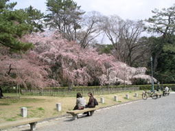 御所・近衛の糸桜_01