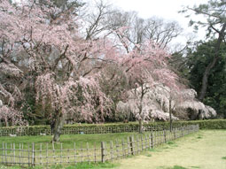 御所・近衛の糸桜_02